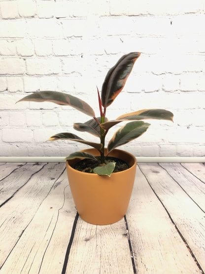 Ficus elastica ruby 3.5"