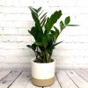 Zamioculcas Zamiifolia / ZZ plant – Image 3