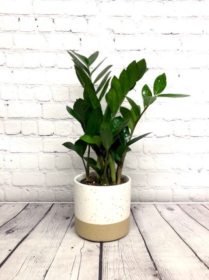 Zamioculcas Zamiifolia / ZZ plant – Image 3
