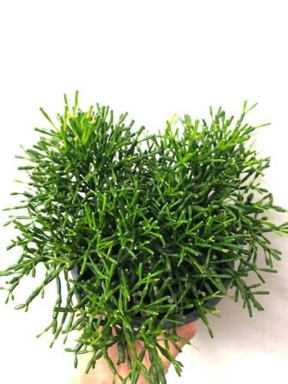 Hatiora bambusoides 6"
