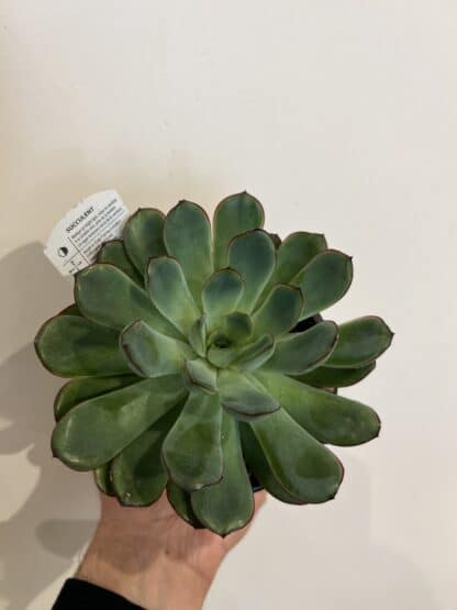 Succulentes au choix du fleuriste 4"