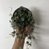 Ceropegia coeur 5" – Image 2