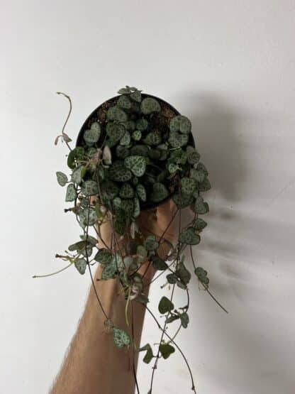 Ceropegia coeur 5" – Image 2