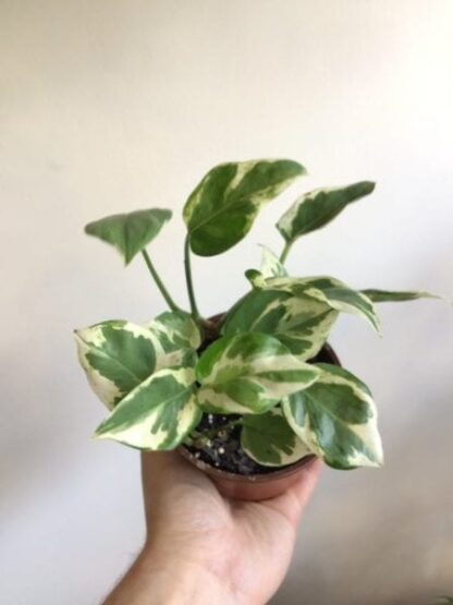 Pothos Pearls and Jade