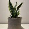 Pot - Cilindro greige – Image 2