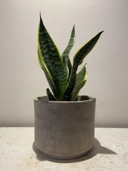 Pot - Cilindro greige – Image 2