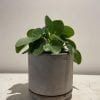 Pot - Cilindro greige – Image 3