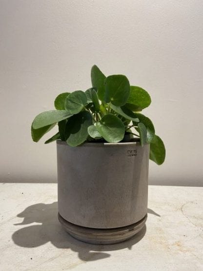 Pot - Cilindro greige – Image 3
