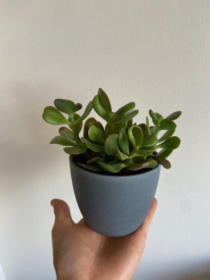 Cache pot 4’’ Dark Stone