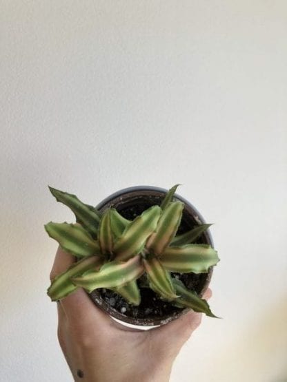 Cryptanthus 4''