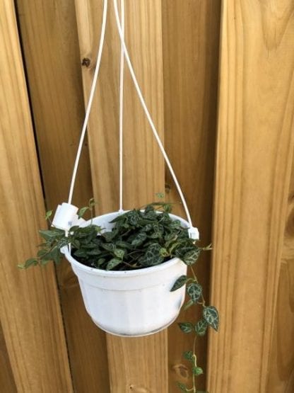Ceropegia woodii 6"