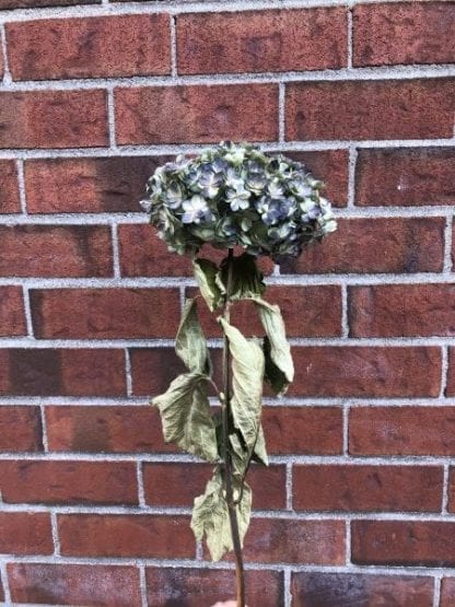 Hortensia séché