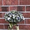 Hortensia séché – Image 2