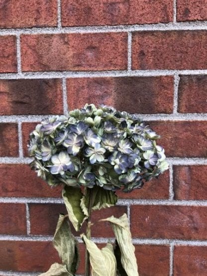 Hortensia séché – Image 2
