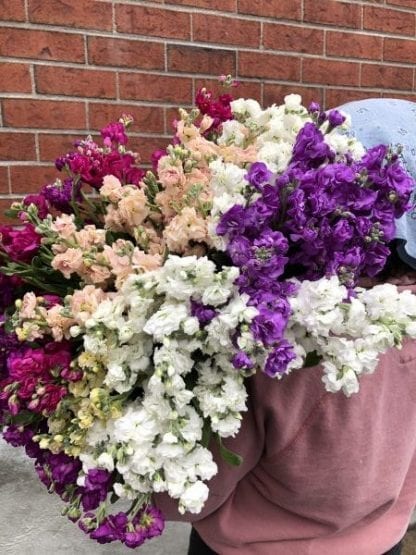 Bouquet de giroflées