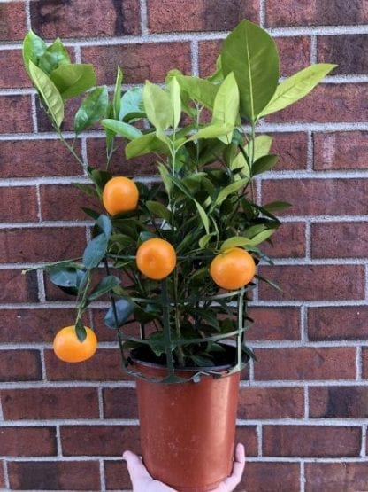 Calamondin 8"