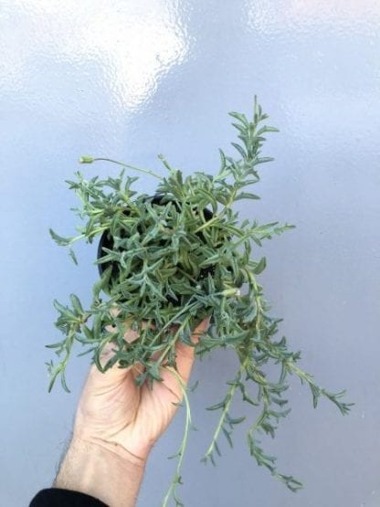 String of Dolphins