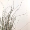Bear grass séchée – Image 2