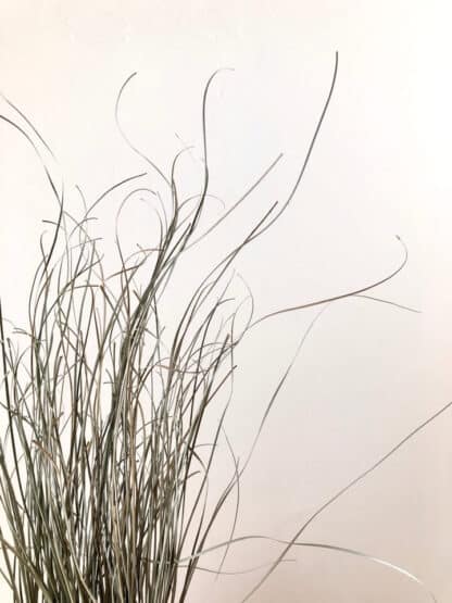 Bear grass séchée – Image 2