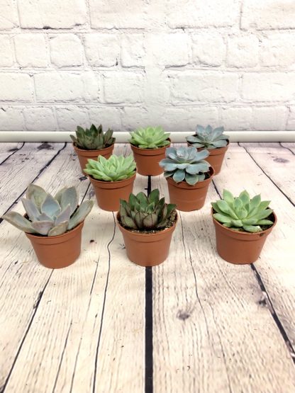 Succulente Bambino 2.5" au choix du fleuriste