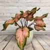 Caladium 6.5" – Image 2