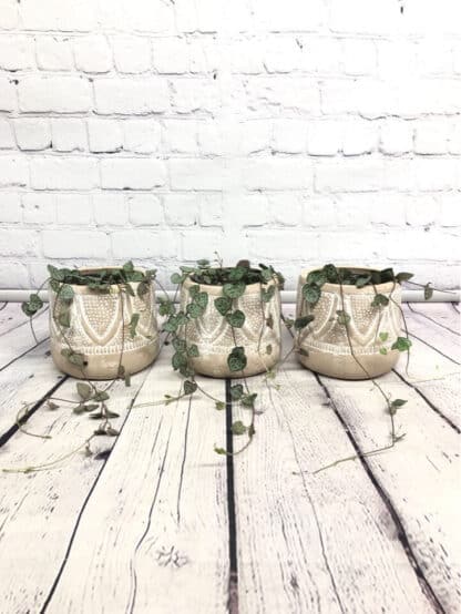Ceropegia coeur 5"