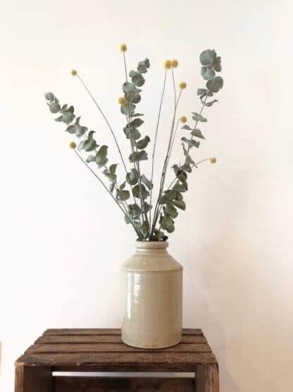Craspedia et eucalyptus séchés