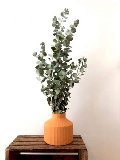 Eucalyptus séché