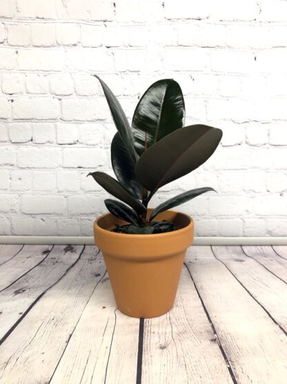 Ficus Elastica Burgundy