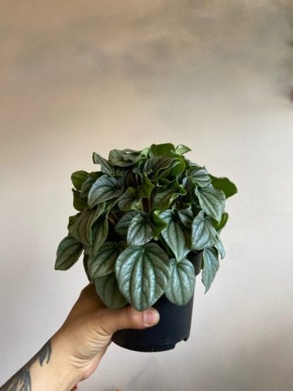 Peperomia frost  5"