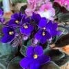 Violette 4"