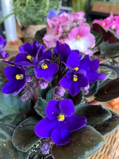 Violette 4"