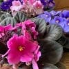 Violette 4" – Image 3