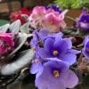 Violette 4" – Image 2