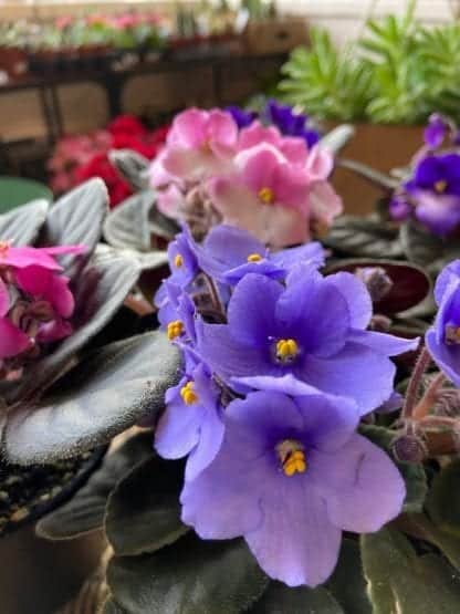 Violette 4" – Image 2