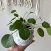 Pilea Peperomioïdes – Image 2