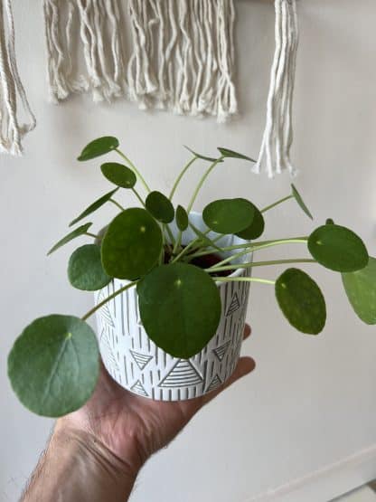 Pilea Peperomioïdes – Image 2