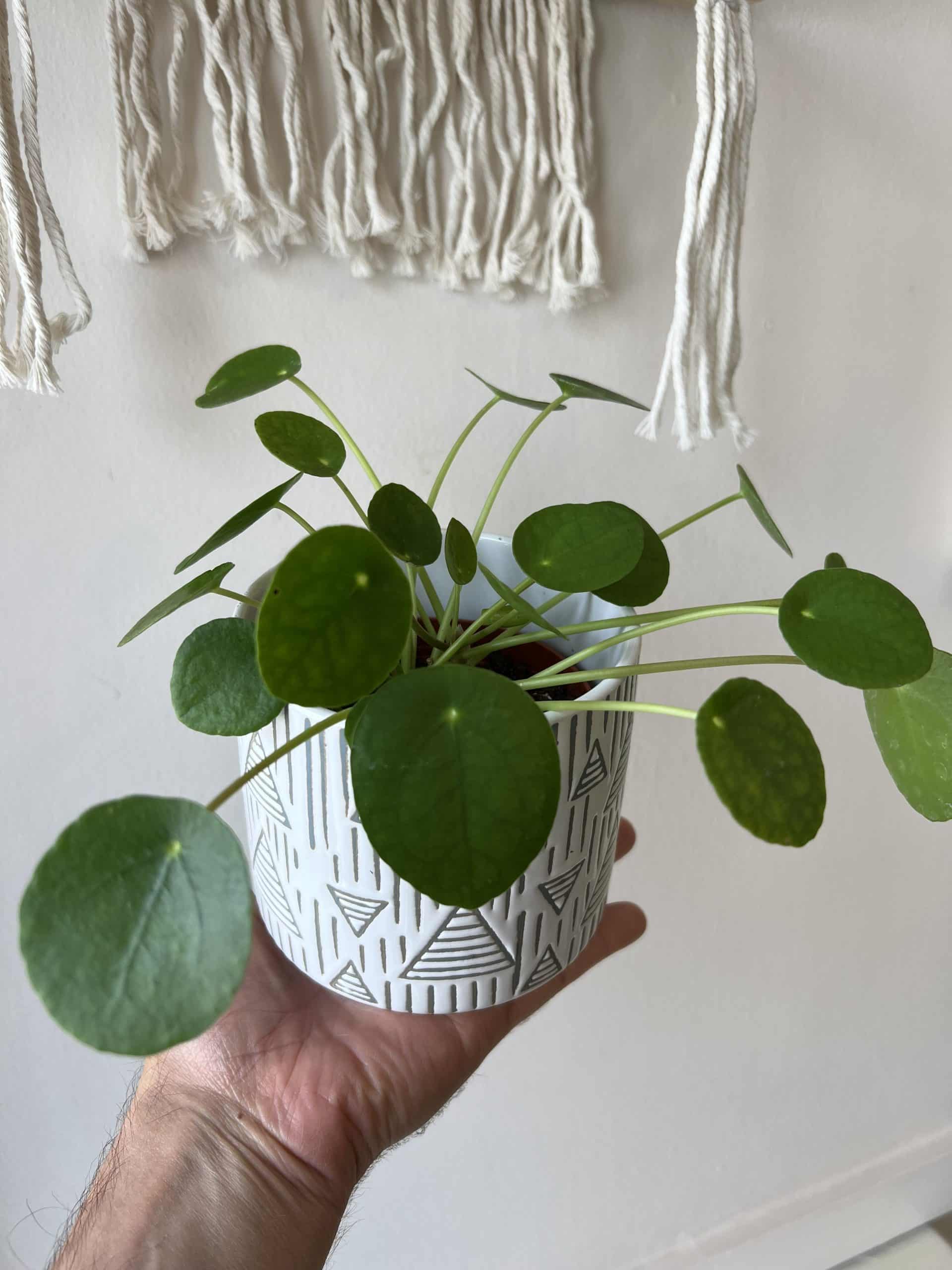 Pilea Peperomioïdes