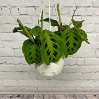 Maranta