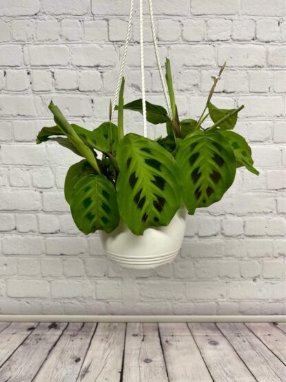 Maranta