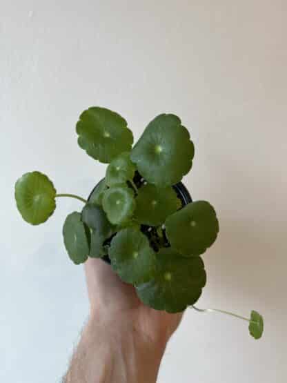 Hydrocotyle vulgaris 3.5’’