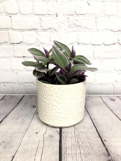 Tradescantia Nanouk