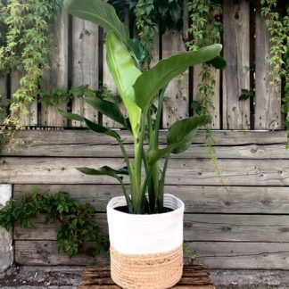 Strelizia / oiseau du paradis 10 pouces