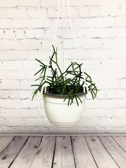 Rhipsalis 6’’