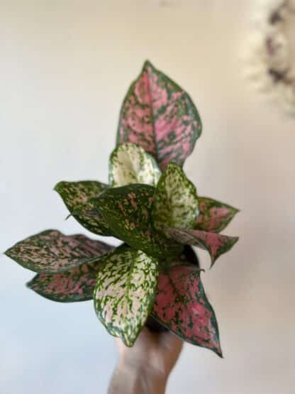 Aglaonema Red Valentine