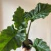 Alocasia 6’’ – Image 2