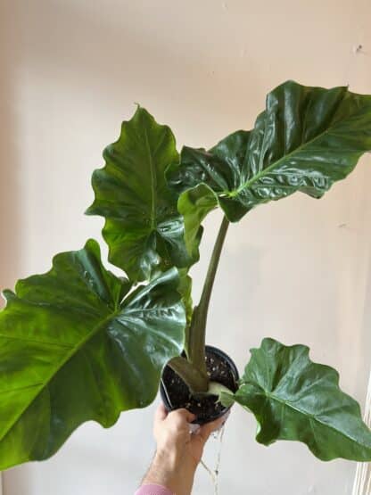Alocasia 6’’ – Image 2