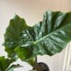 Alocasia 6’’