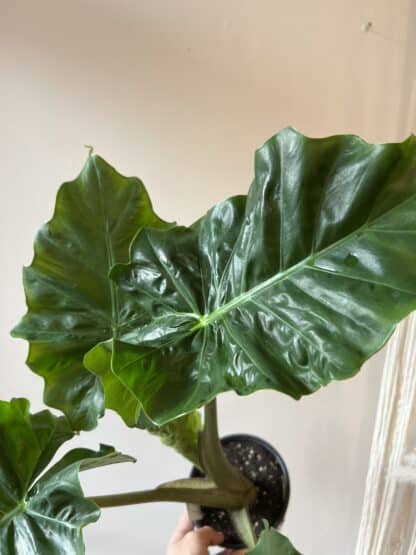 Alocasia 6’’