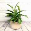 Aglaonema Silver – Image 3